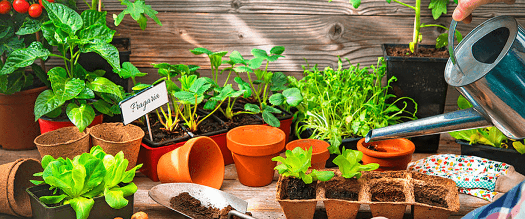 5 vantagens de ter uma horta em casa